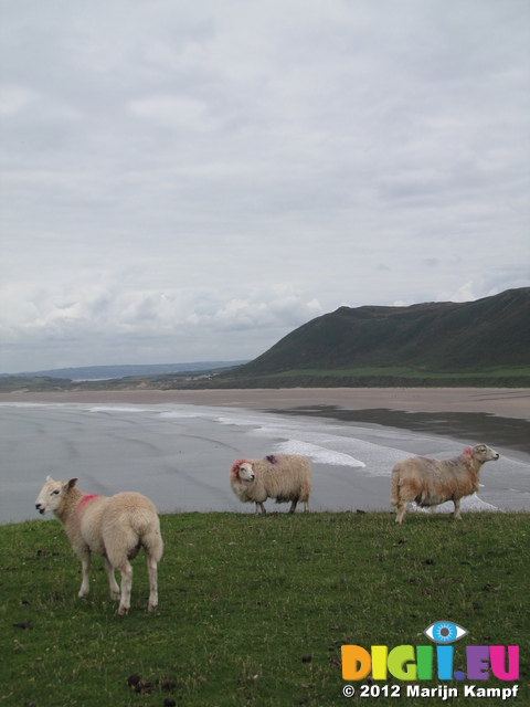 SX22625 Sheep and Rhossili Bay